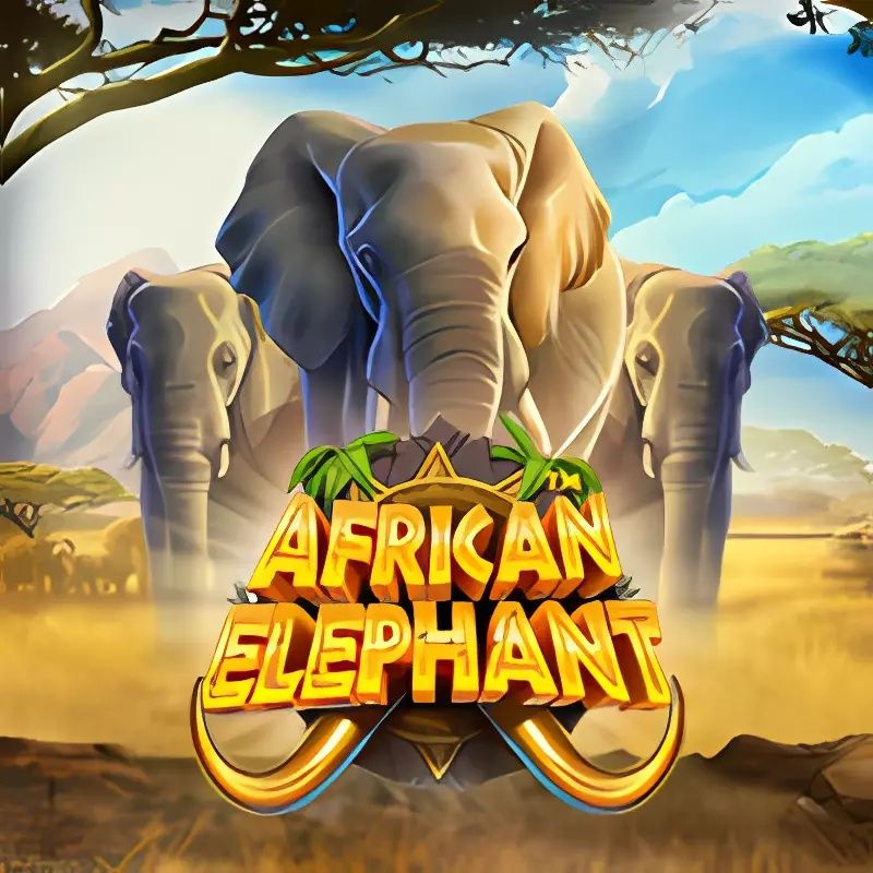 African Elephant
